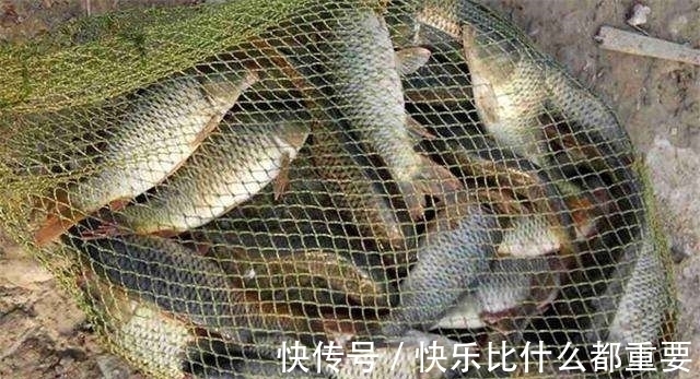 水草|冬钓鲤鱼,这3个地方才最藏鱼!很多人却不知道