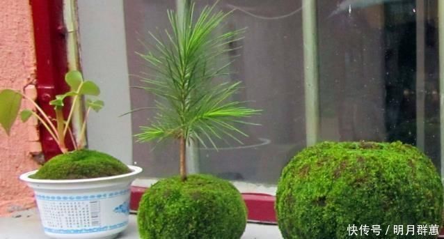 苔藓|路边常见的“它”，挖一块铺花盆里，不花一分钱，15天后收获惊喜