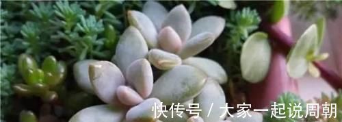 肉质|想要养多肉,又怕养死,这几种多肉好看又好养