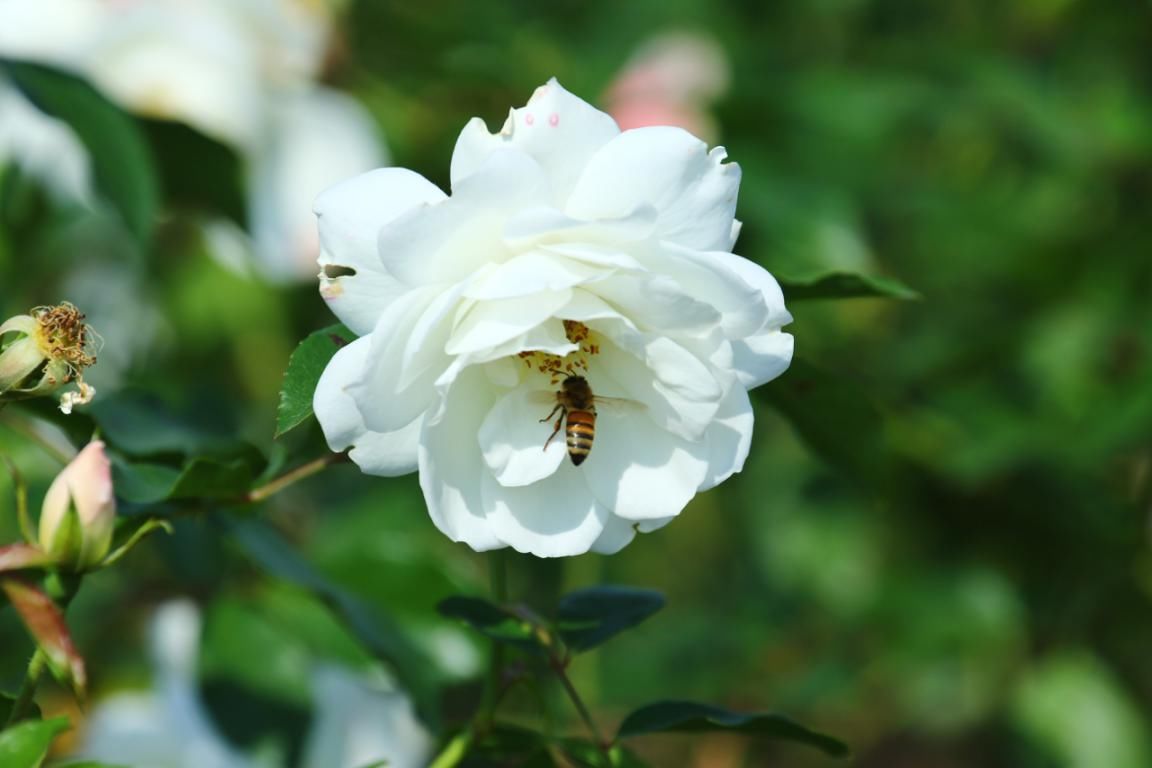 严冬|不畏严冬 辰山月季花开不厌四时春