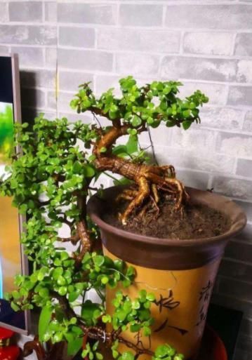 小老桩|玉树长出新芽后,3件事赶紧做,不然黄叶枯萎,难养成小老桩