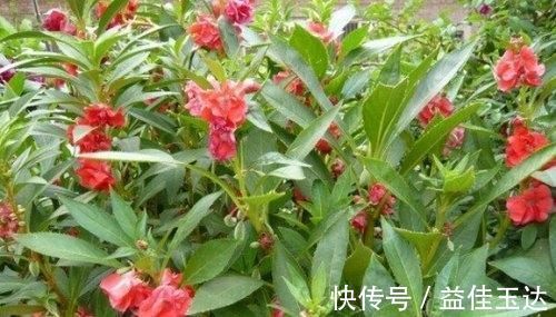 药用价值|十个人九个腰疼,常用此花泡水,腰不酸了,赶走风湿,手脚暖和