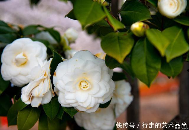 枝条|现在开始,2种花不能修剪,否则秋天见叶不见花!