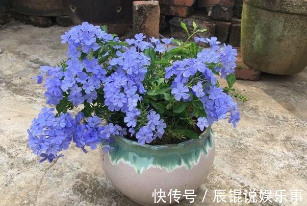 春夏交替,养啥花省心简单?家庭盆栽5款植物,装饰效果佳