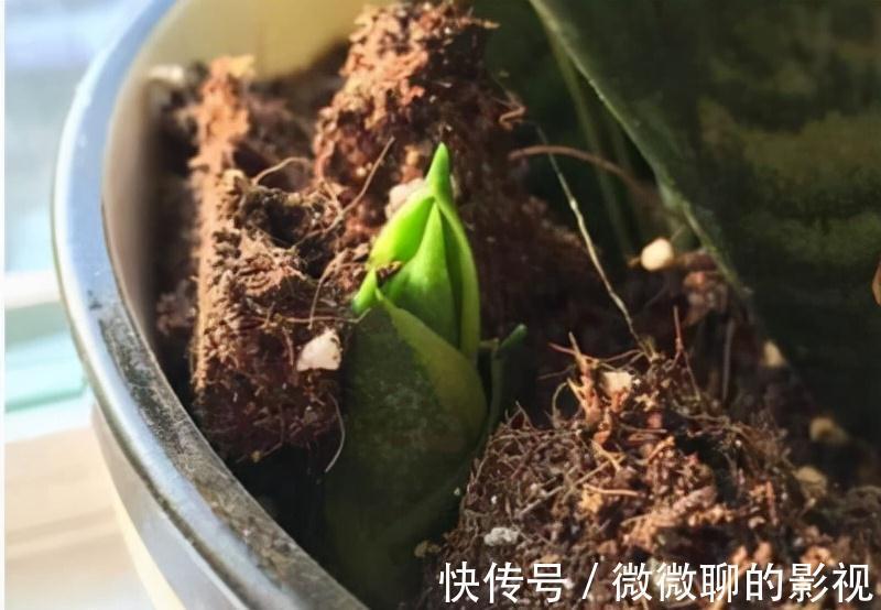 虎皮兰身上有个小机关，这样打开它，一夜冒出8个芽