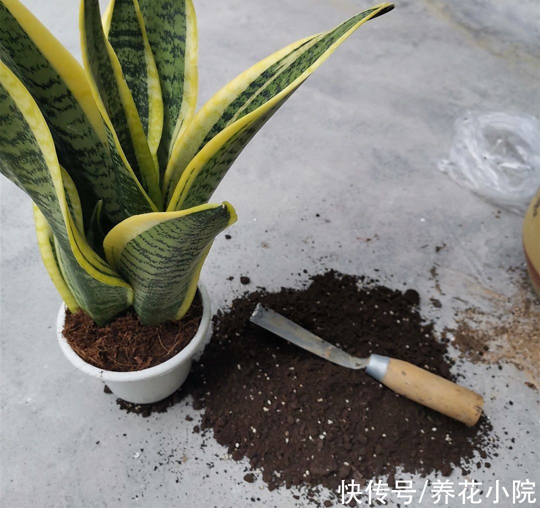 叶子|养虎皮兰，施肥有“讲究”，难怪盆土坚硬，不长新芽