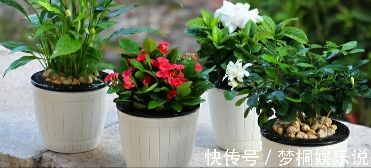 坏习惯|养花失败、伤亡多,源于这“3个”坏习惯的养成