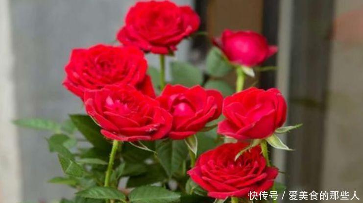 吉祥|4种旺运花,吉祥添富贵,给点水就疯长,全年开花不断