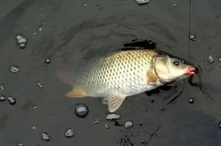 饵料|野钓鲫鱼时，钓离底更适合一些，有如下好处！