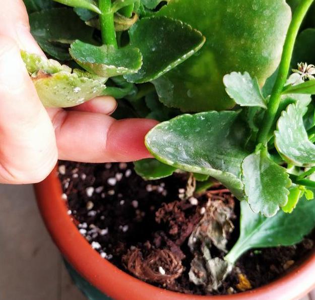 秋养长寿花、蟹爪兰，3方面打好基础，9、10月就能嗖嗖开花