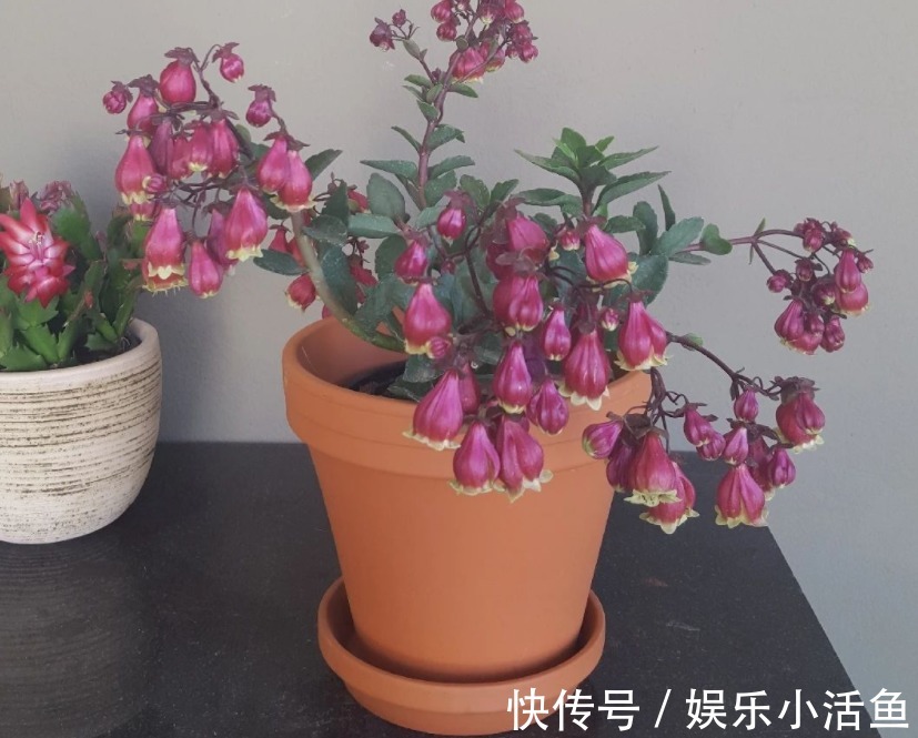 它是肉质“网红花”，寓意吉祥，掌握住技巧，植株轻松爆花