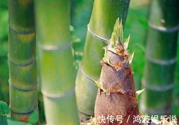 叶子|中国最好吃的6种极品野菜,你若是全吃过,请收下我的“膝盖”