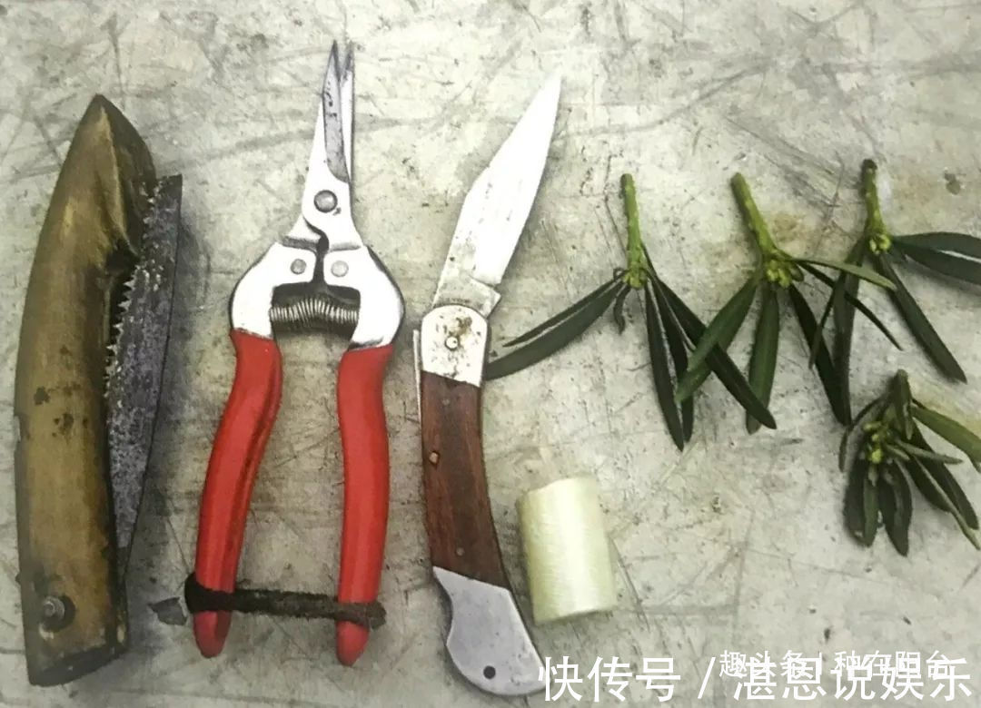 嫁接|罗汉松芽接案例分享,台长教你玩出别出心裁的岭南盆景!