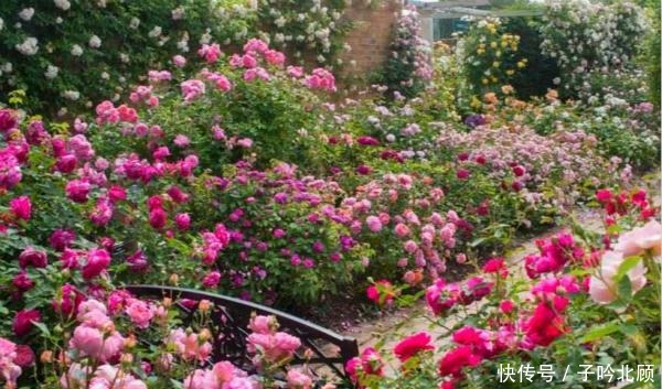 养花有3个“讲究”,执行到位,家里院子和露台“美如仙境”!