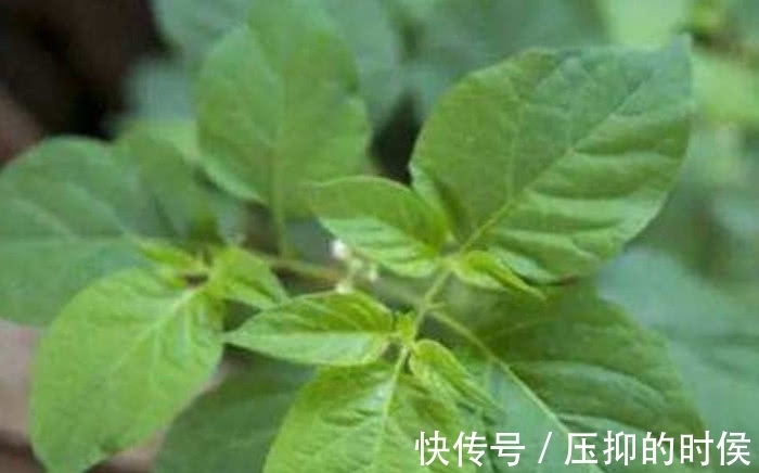 肠胃疾病|这野菜不过3元1斤,炖汤喝比羊肉还滋补,孩子吃了能预防感冒