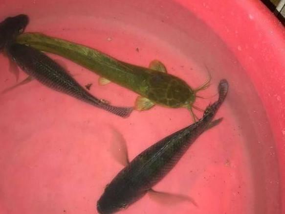 水库|说好200元钓一天的水库,老板看到成果后找他要一千