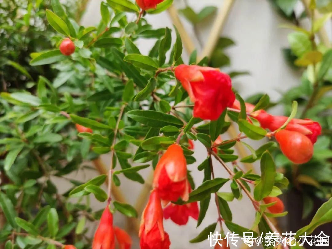 石榴|家里养盆“招财花”,一年四季开红花结红果,“招财旺运”又红火