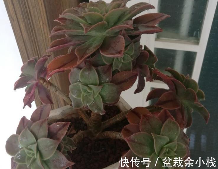 莲花科属多肉|莲花科属多肉,茎干底端叶子干枯摘还是不摘?看这3种情况