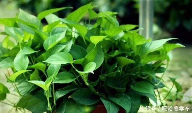 这10种花,冬天必须虐着养,断水又断肥,才能安全过冬!