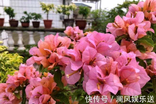 三角梅开花少,用点“小手段”,勤花懒花都开爆,四季不间断