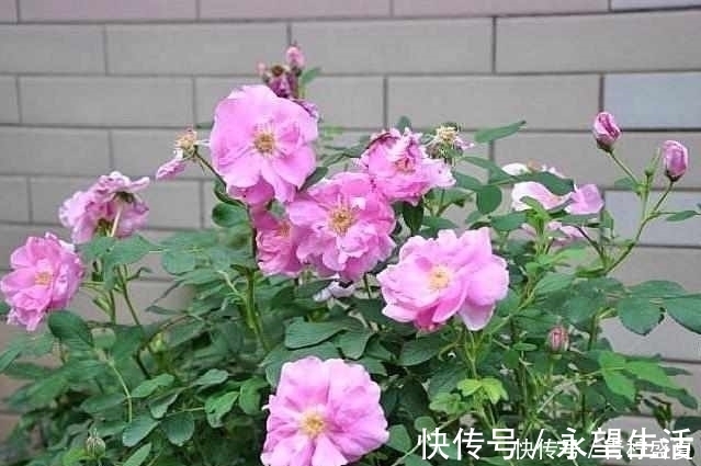 3种花很贵,买不起就不用买,扦插一根枝条,就能开花大半年!