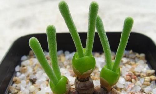 这3种多肉太好养，弄不好就徒长，好好的多肉别养成大葱样