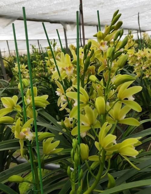 大花蕙兰养殖方法,秘诀不过4点,新手兰友可参考