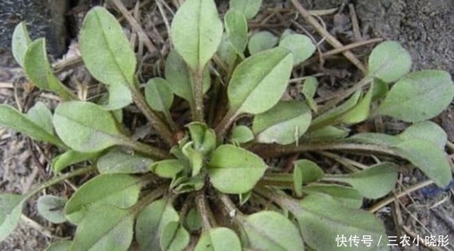 农村一种常见植物俗称“附地菜”，既能食用也能药用，价值珍贵