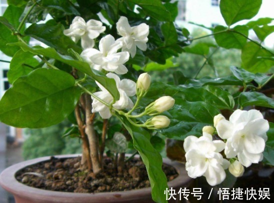 现在逛花市5种花不要买,虽然很漂亮,但是养活难度大,白花钱!