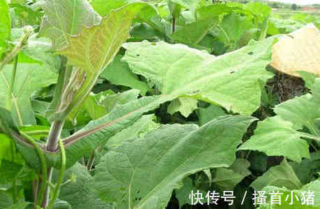 膳食纤维|1种长在地里的“水果”是高血压、糖尿病克星,常吃让健康棒棒的