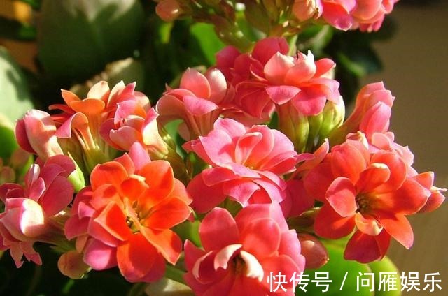 磷酸二氢钾|想养好开花的绿植，这些诀窍要掌握，养花的你值得一看