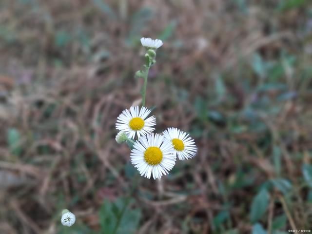 满身|野花诗词29首:无名也得争香艳，招引蝶蜂香满身