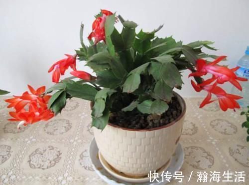 顶端|蟹爪兰想要开花多,光靠施肥是没用的,分享我的经验和方法