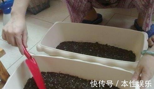 塑料袋|养花土,用一个塑料袋,轻松杀虫灭菌,花盆里一个虫子都没有