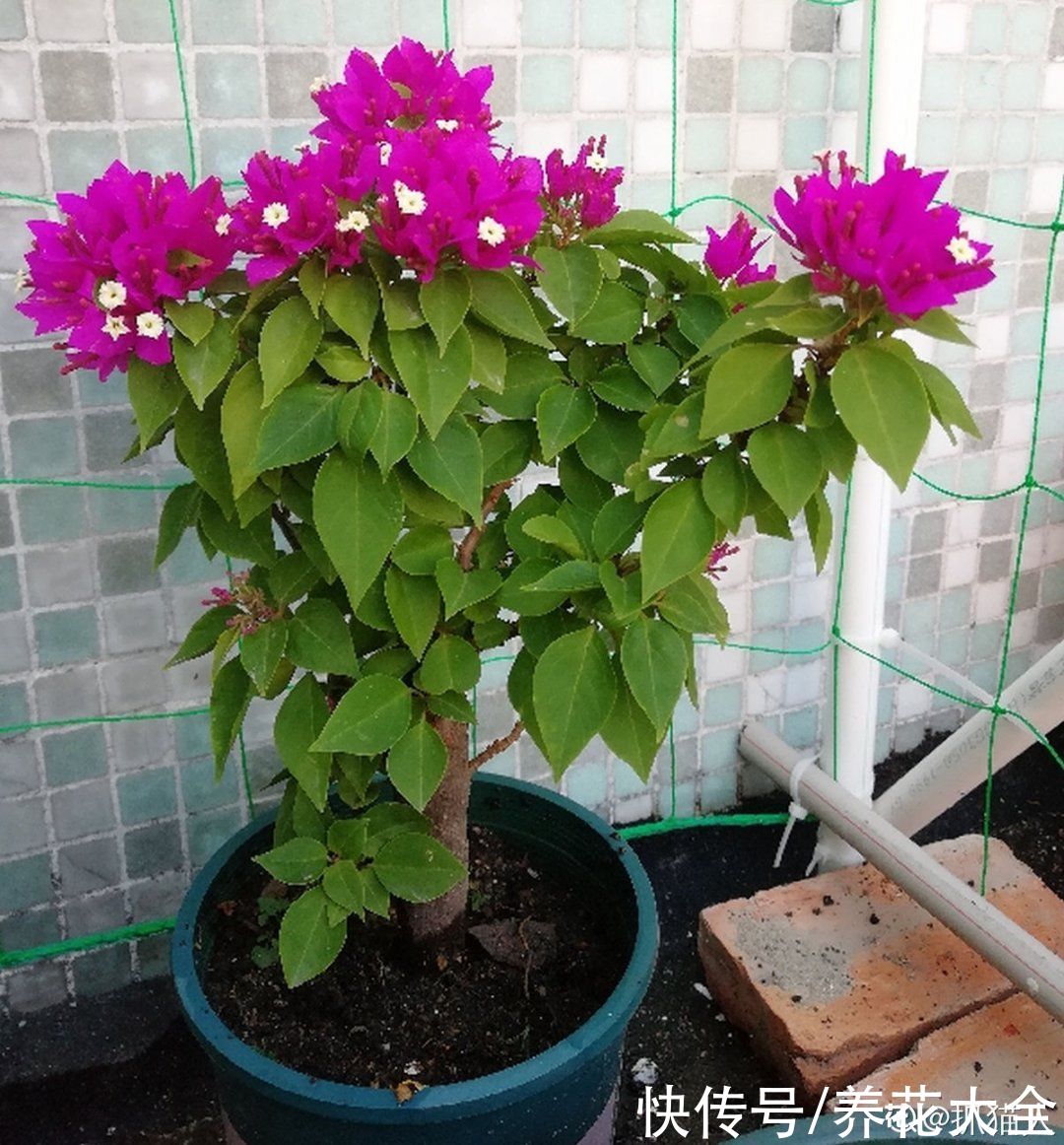 蝴蝶兰|7种花，立秋后换盆，秋冬才能越养越好