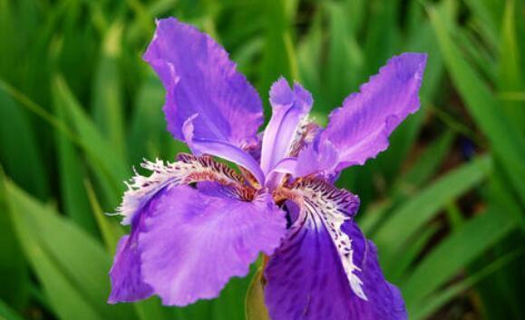 家养几款植物，阳台开出花海，妖艳妖娆，烂漫迷人眼