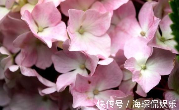 孕蕾期|绣球开花前的养护,做好孕蕾期的几个养护技巧,一颗能开十几朵