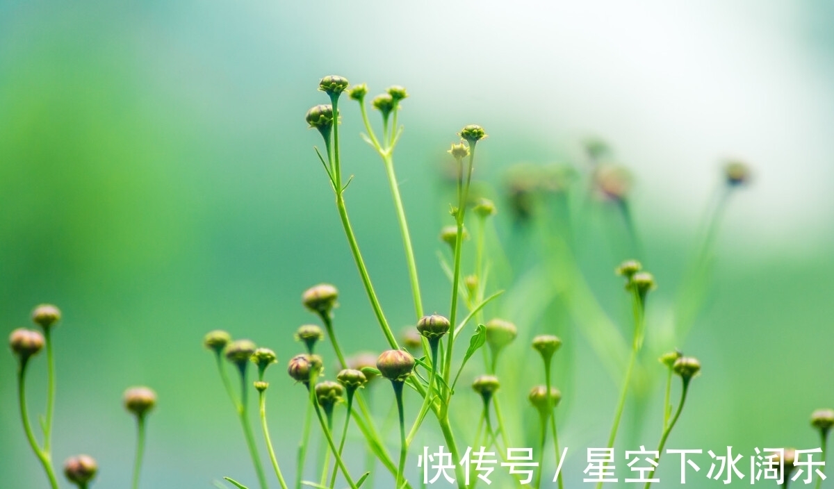 瓶梅|心守一抹暖阳,静待一树花开,愿时光温柔以待,岁月永不蹉跎