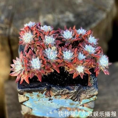 君子|多肉中的“四君子”,圆了花友的“梅兰竹菊”梦,值得收藏