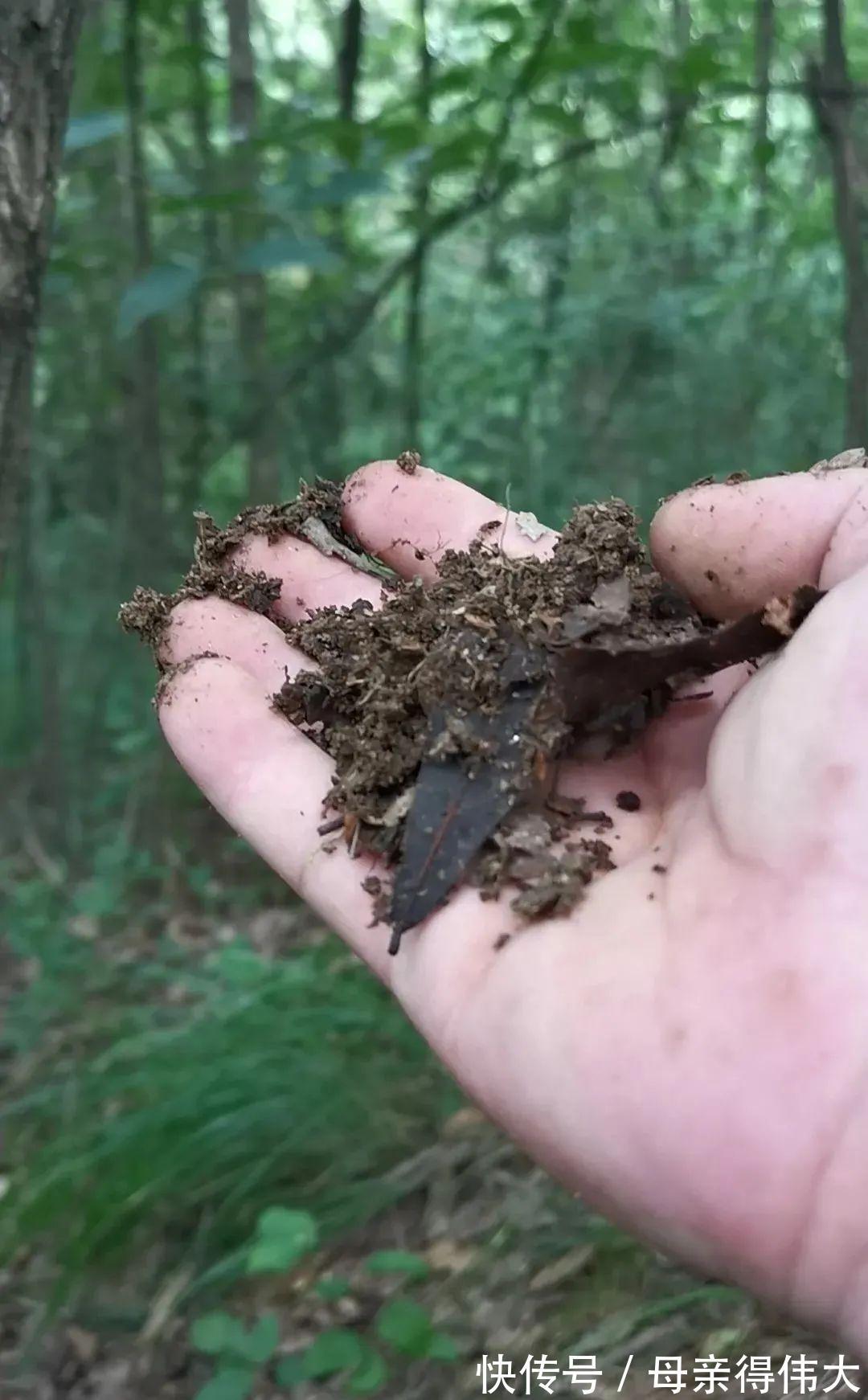 兰菌|松针土的秘密，不在松针，也不在土，很多人种植兰花都用错了