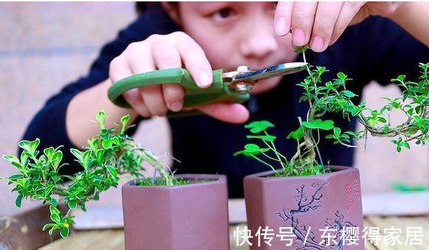 修剪|喜欢养花，先戒掉7个坏习惯，不然啥花也养不好，你占了几个？