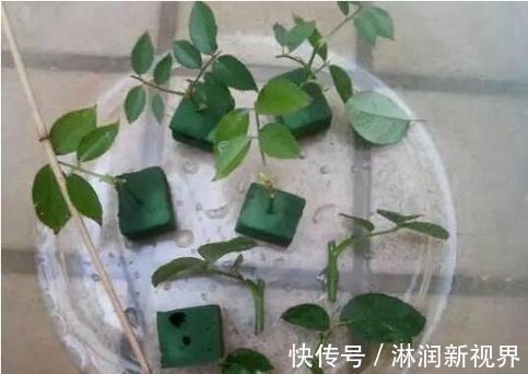 生根|月季、三角梅不生根剪1块海绵捂一捂,2周冒白根,长势喜人