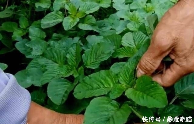 原汁原味的绿色野菜在农村有着独特的味道，又嫩又好吃