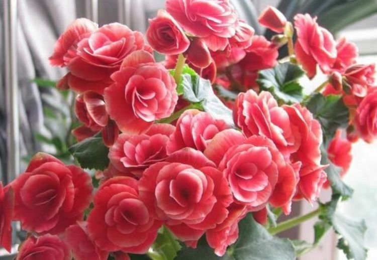 香水|4种花懒人、新手都能养的好，家里养1盆，满屋子清香四溢！