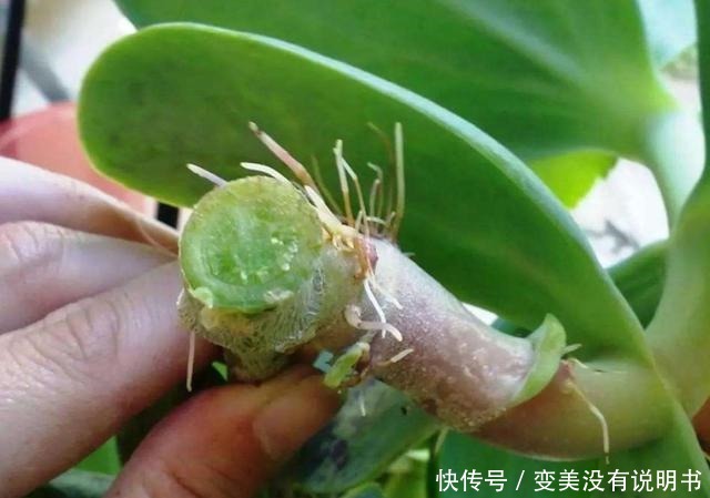 5种常见的花，现在还能扦插，再晚不容易生根！