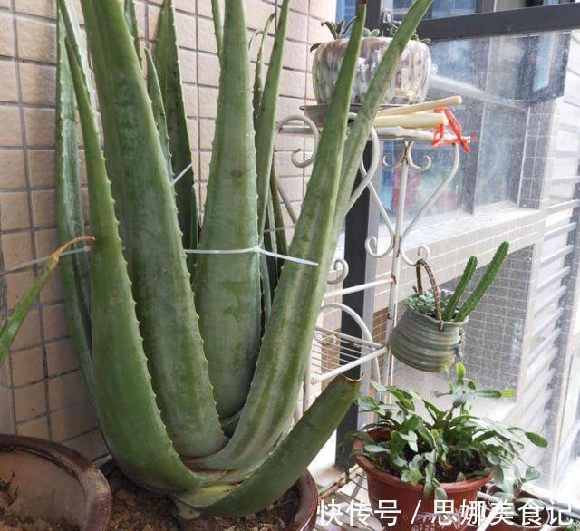 喜欢养花的女人,都应该养盆芦荟,美容养颜好处多