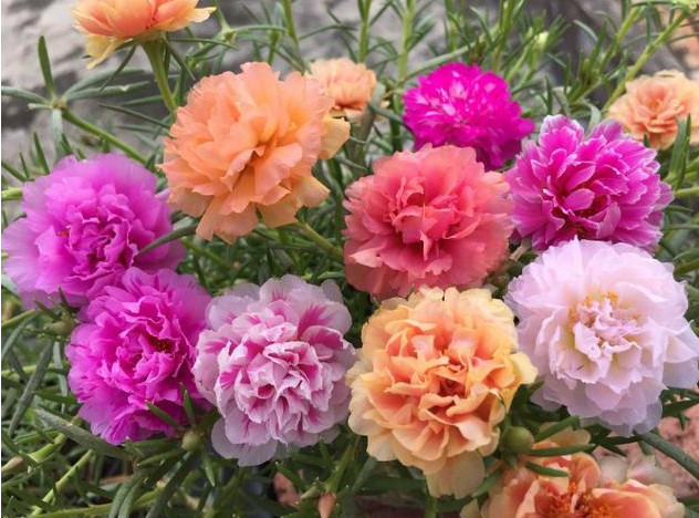 1种花“了不起”，今天扦插，明天就生根，好养漂亮，比牡丹还美