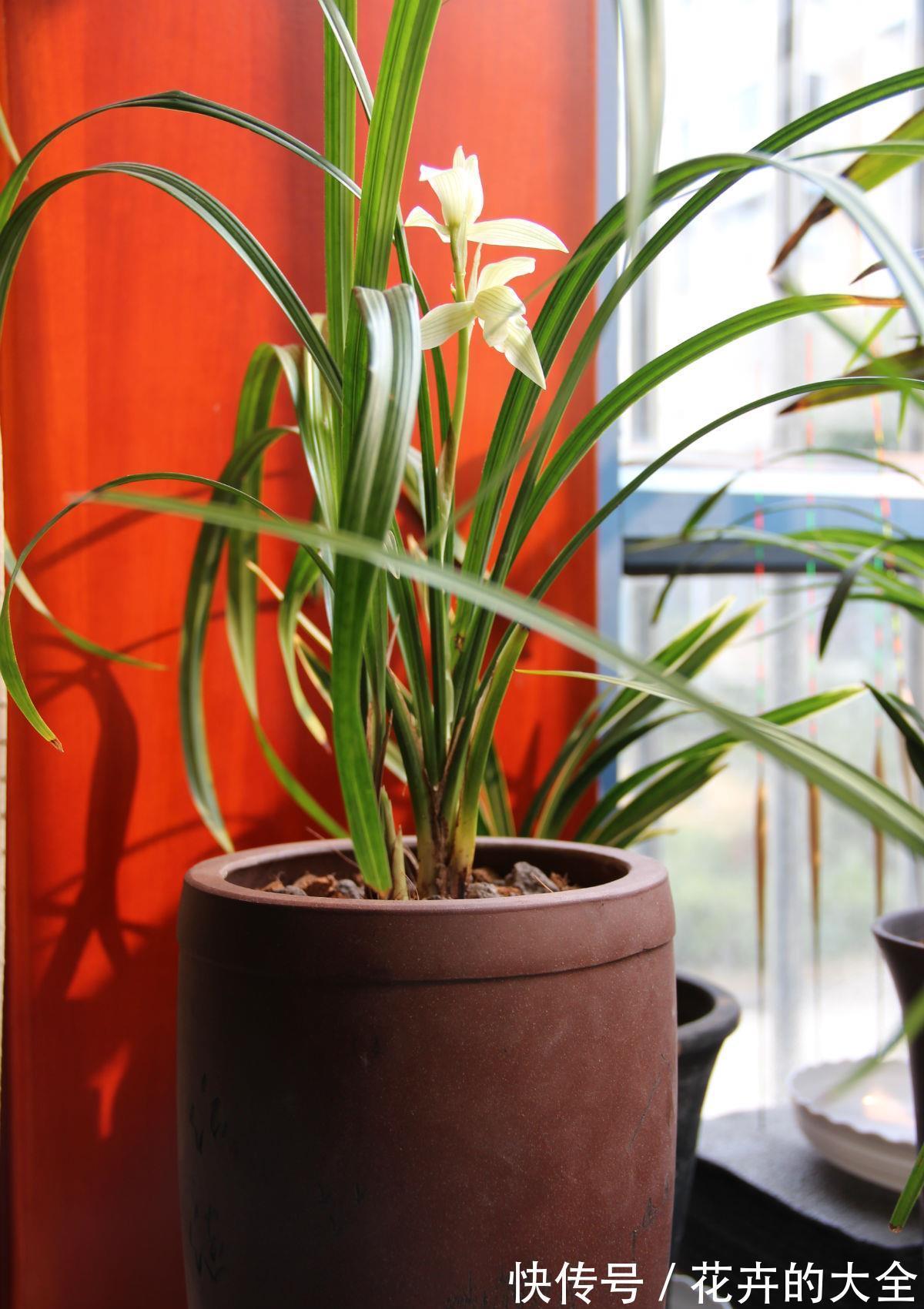 浇水|兰花中的珍品大雪素，花如其名雅致素朴，简单养殖就能爆盆