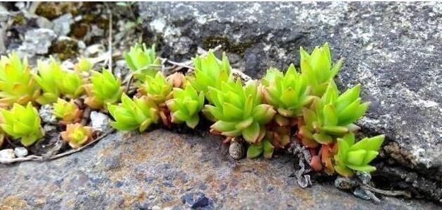 长在缝隙里的它,人称“打不死”,拔了别扔,回家种盆里,美翻天