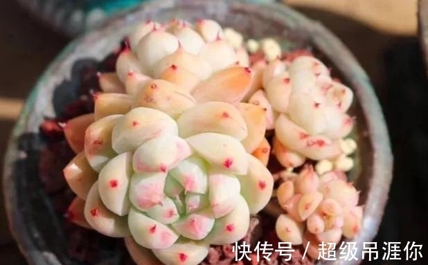 佳人|多肉佳丽何止三千,不如养棵阿尔巴佳人,足以艳压群芳